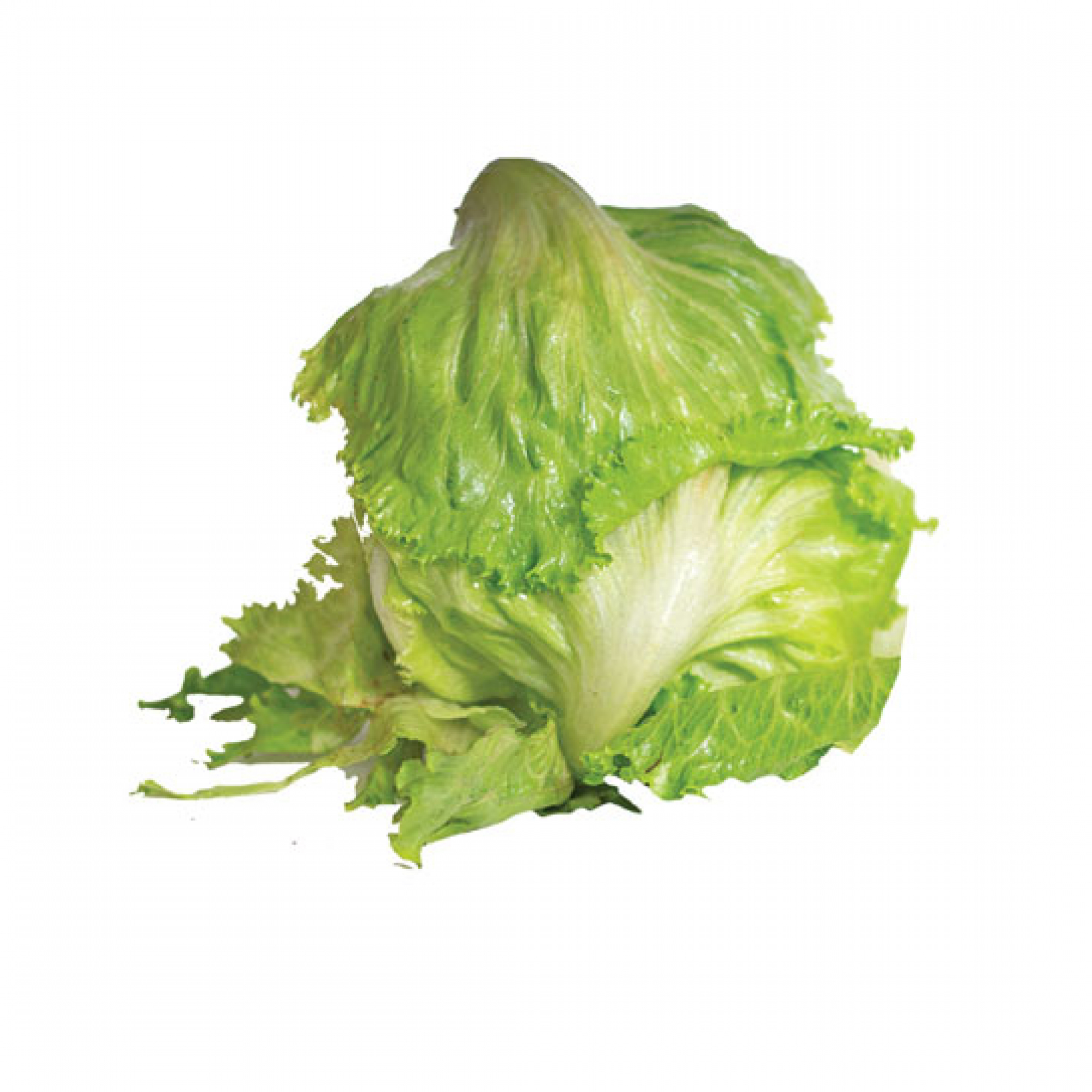 Lettuce Head EACH