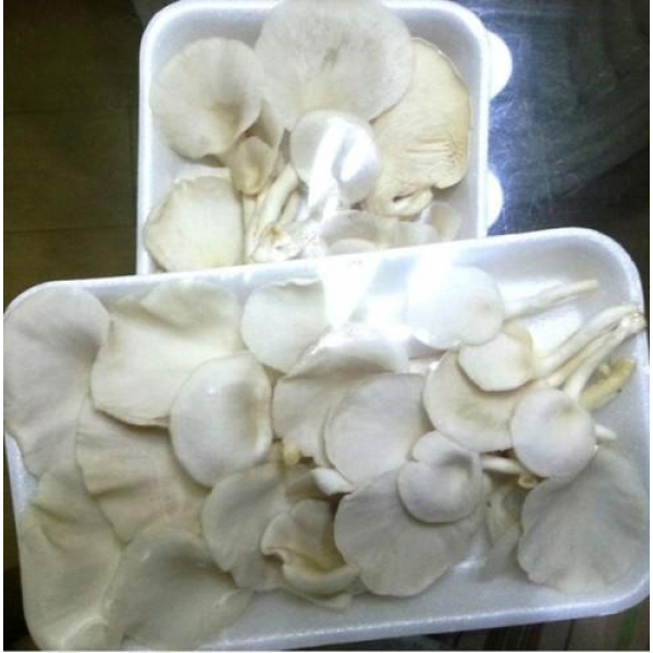 Mushroom Oyster White Pnt