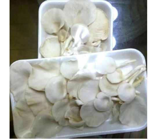 Mushroom Oyster White Pnt