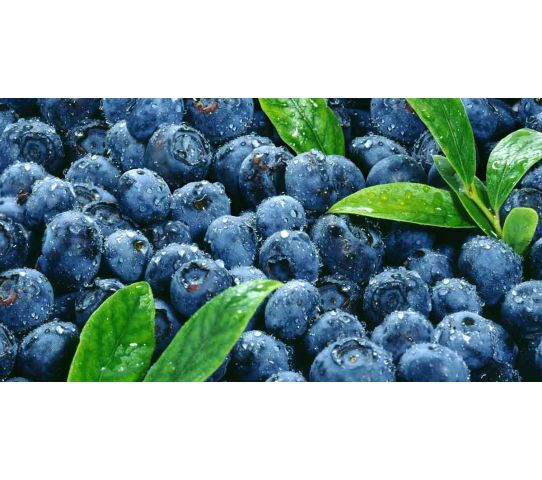 Blue Berries Pnt Pnt