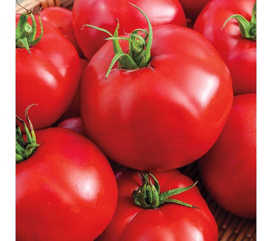 Tomatoes Loose Kg