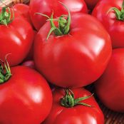 Tomatoes Loose Kg